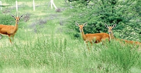Forest Department