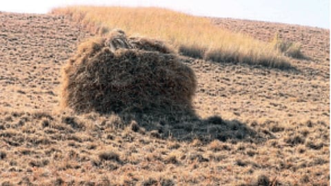 Agriculture 