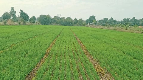 Rabi Crop