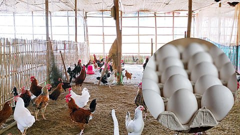 Poultry 