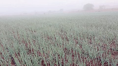 Unseasonal Rain