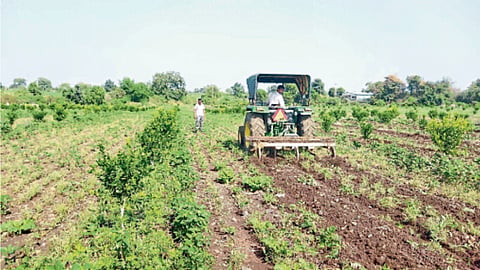 Crop Damage