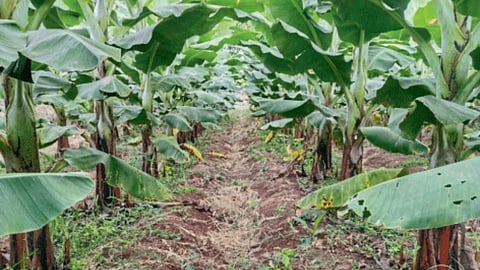 Soil Fertility