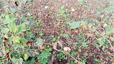 Cotton