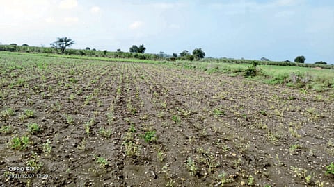 Chana Crop