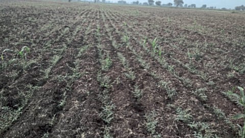 Crop Damage