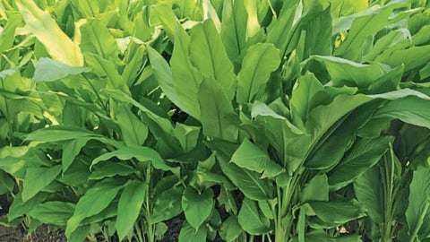 Turmeric Crop