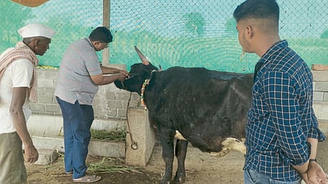 Animal Health