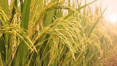 Paddy and Ragi Registration