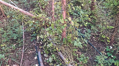 Crop Damage 