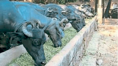Animal Fodder