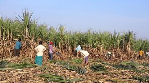 Sugar Production Maharashtra