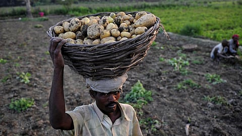 Potato Harvesting