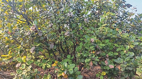 Cashew Pest 