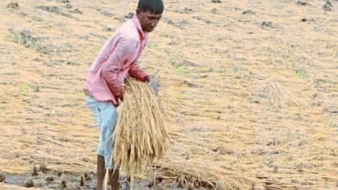 Crop Damage