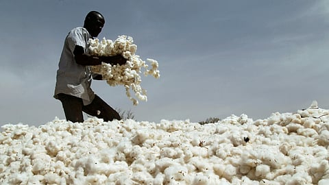 Cotton Market 