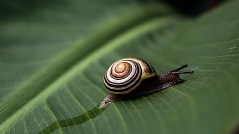 Snail 