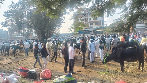 Livestock Market
