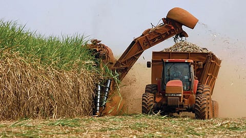 Sugarcane Maharashtra