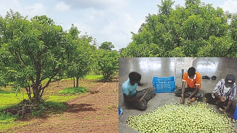 Fruit Farming 
