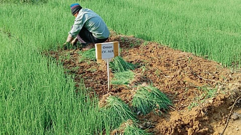 Onion Farming