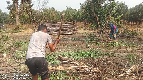 Orange Orchard