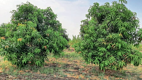 Mango Orchard