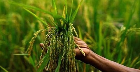 Paddy Crop