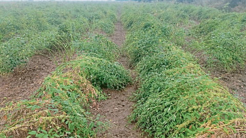 Crop Damage 