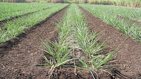Sugarcane Farming