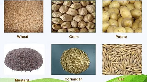 Rabi Seed
