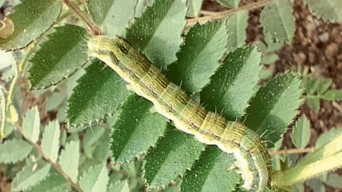 Chana Pest