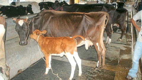 Animal Husbandry