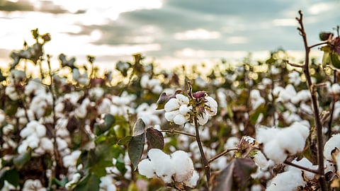 Cotton Market