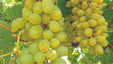 Grape Farming 