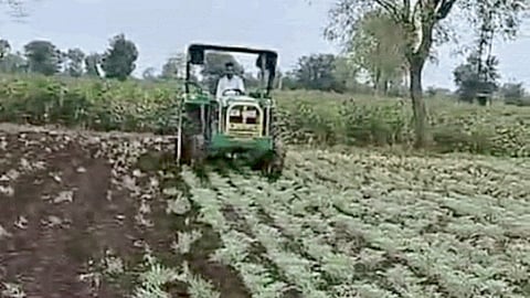 Chana Crop