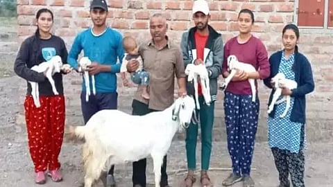 Goat Farming 