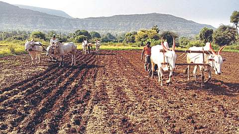 Rabi Sowing 