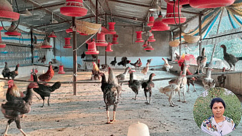 Poultry Farming