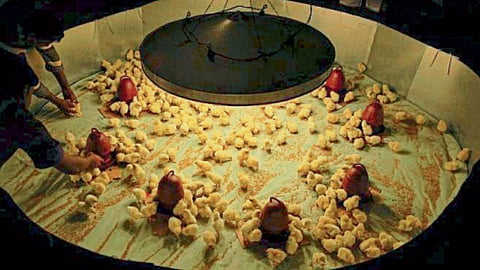 Poultry 