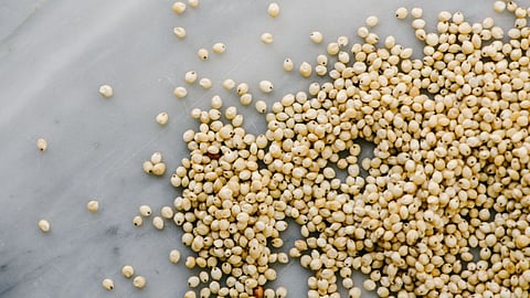 Sorghum Crop