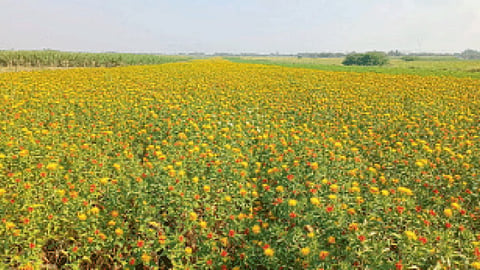 Kardai Cultivation