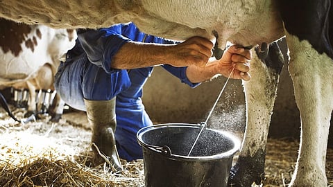 Cow Milk Rate