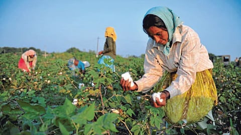 Cotton Picking