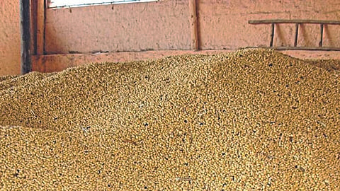 Soybean Market 