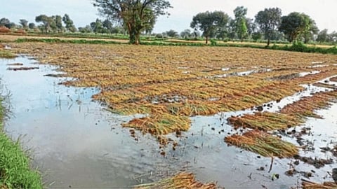 Crop Damage Compensation
