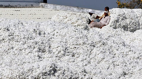 Cotton Market 