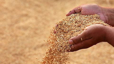 Paddy Procurement