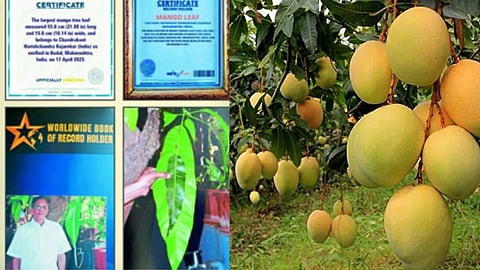 Sindhudurg Mango Leaf