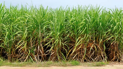 Sugarcane 